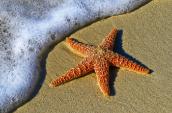 Qual é a principal função da estrela do mar no ecossistema marinho