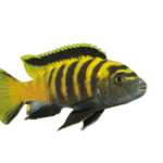 Qual o comportamento do peixe Chindongo Flavus no aquário