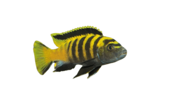 Qual o comportamento do peixe Chindongo Flavus no aquário