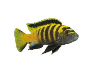 Qual o comportamento do peixe Chindongo Flavus no aquário