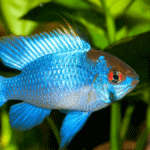 Qual o pH ideal para o Ramirezi Electric Blue