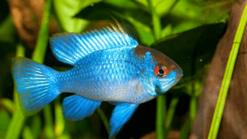 Ramirezi Electric Blue: cuidados e dicas no aquário 2 Qual o pH ideal para o Ramirezi Electric Blue