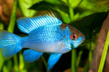 Qual o pH ideal para o Ramirezi Electric Blue