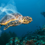 Qual o principal motivo da extinção de animais marinhos