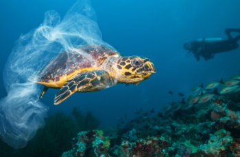 Qual o principal motivo da extinção de animais marinhos