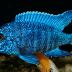 Qual o tamanho ideal do aquário para o Aulonocara Stuartgranti Ngara