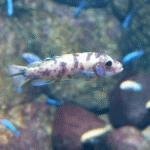 Qual o tamanho ideal do aquário para o Labeotropheus Trewavasae Red Top