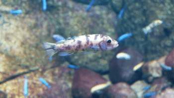 Labeotropheus trewavasae Red Top: cuidados essenciais 2 Qual o tamanho ideal do aquário para o Labeotropheus Trewavasae Red Top