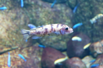 Qual o tamanho ideal do aquário para o Labeotropheus Trewavasae Red Top