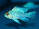 Ramirezi Electric Blue