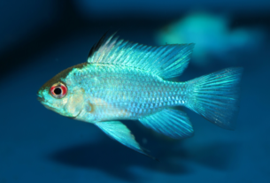 Ramirezi Electric Blue