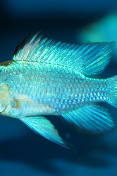 Ramirezi Electric Blue
