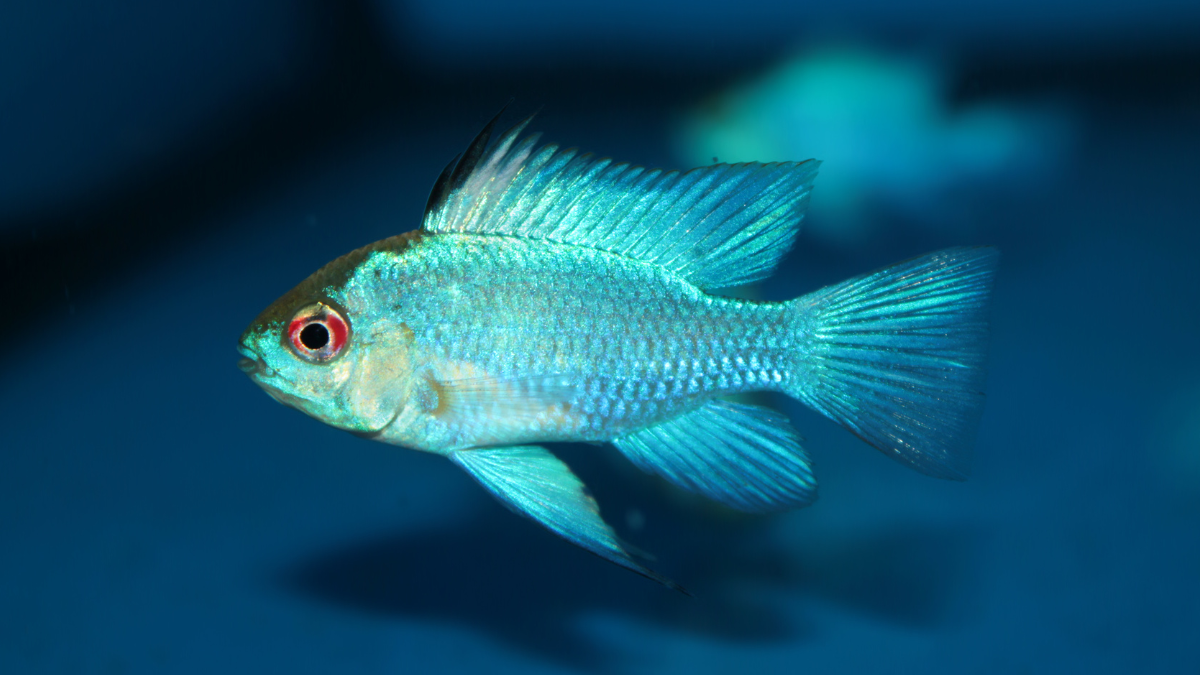 Ramirezi Electric Blue