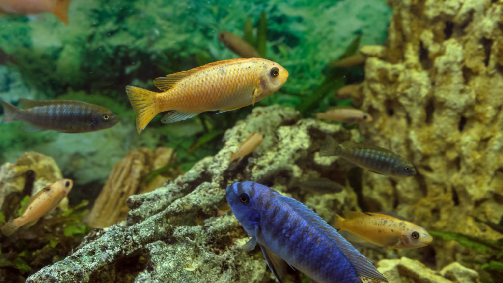 Reprodução do Labeotropheus Trewavasae Red Top