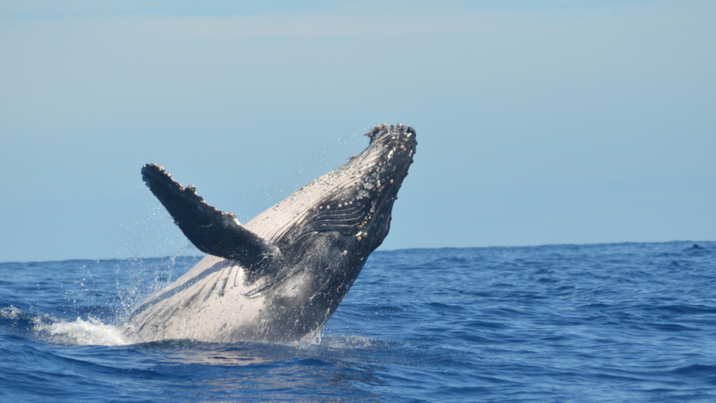 animais marinhos em extinção