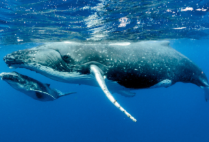 animais marinhos em extincao