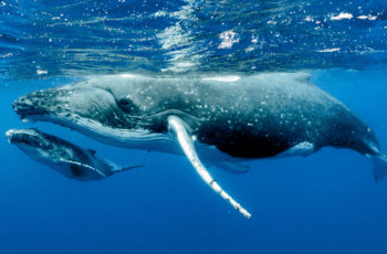 animais marinhos em extincao