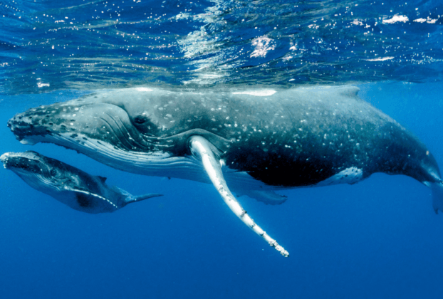 animais marinhos em extincao