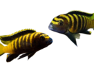 peixe Chindongo Flavus