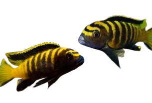 peixe Chindongo Flavus