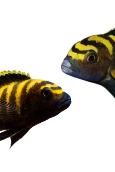 peixe Chindongo Flavus