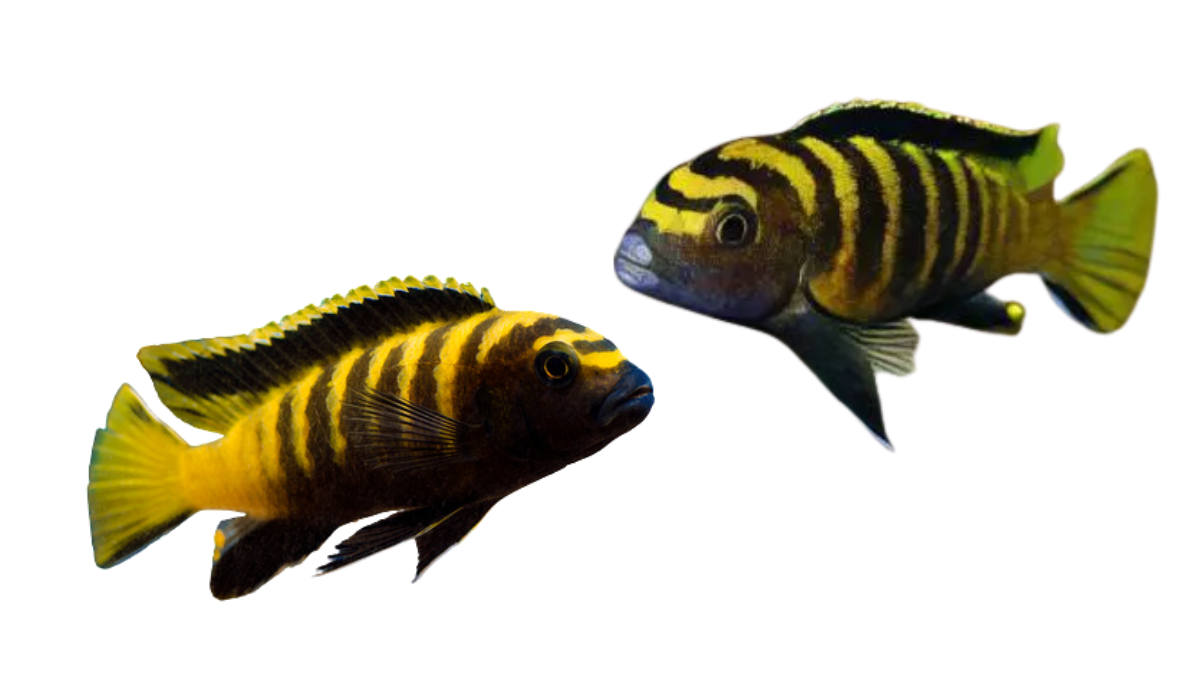 peixe Chindongo Flavus