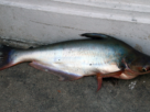 peixe panga é saudável