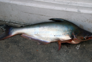 peixe panga é saudável