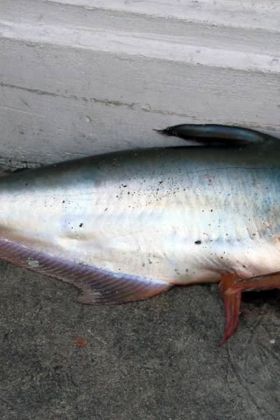 peixe panga é saudável