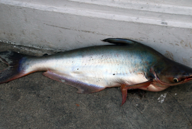 peixe panga é saudável