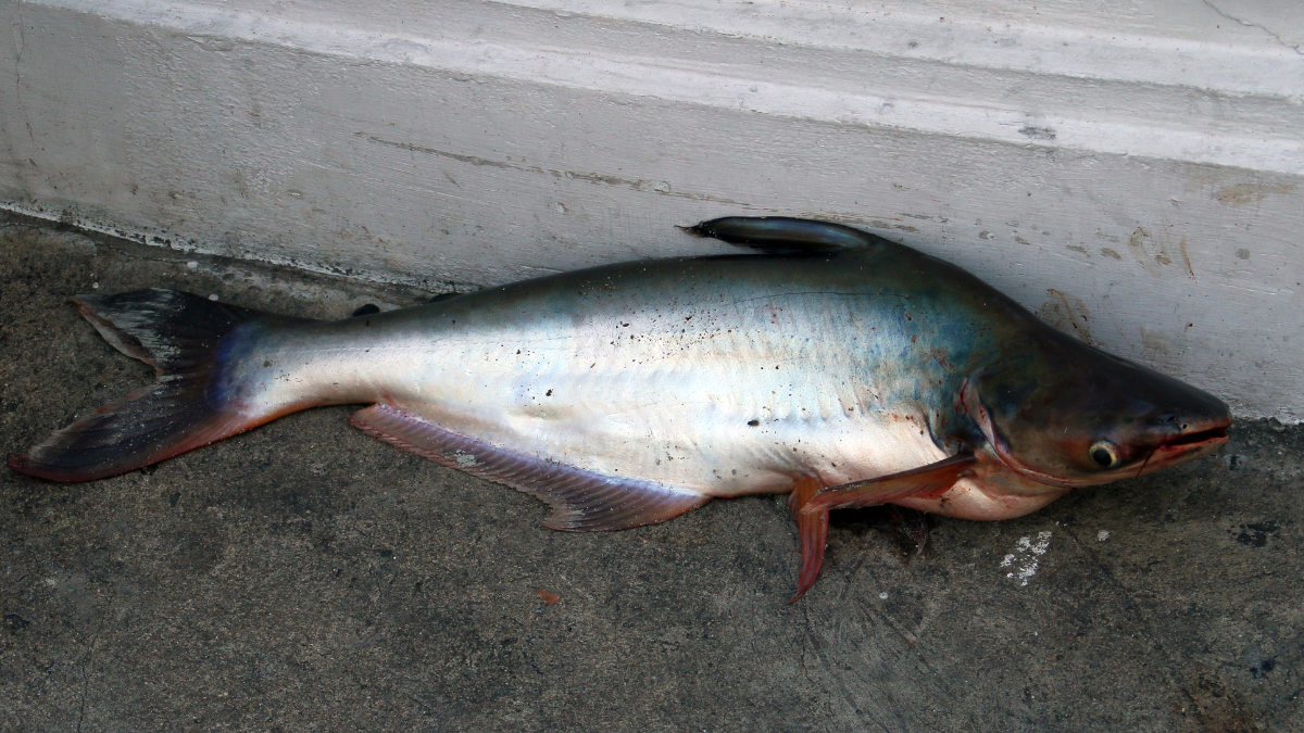 peixe panga é saudável