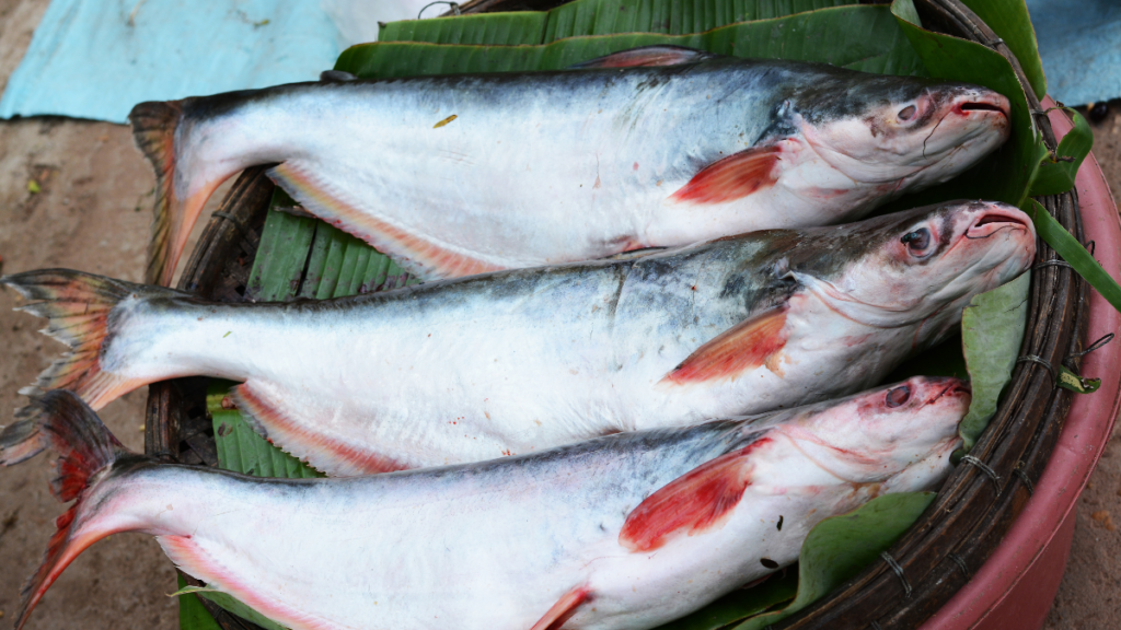 peixe panga origem