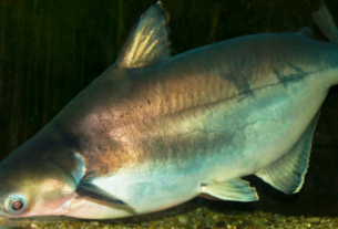 origem do peixe panga