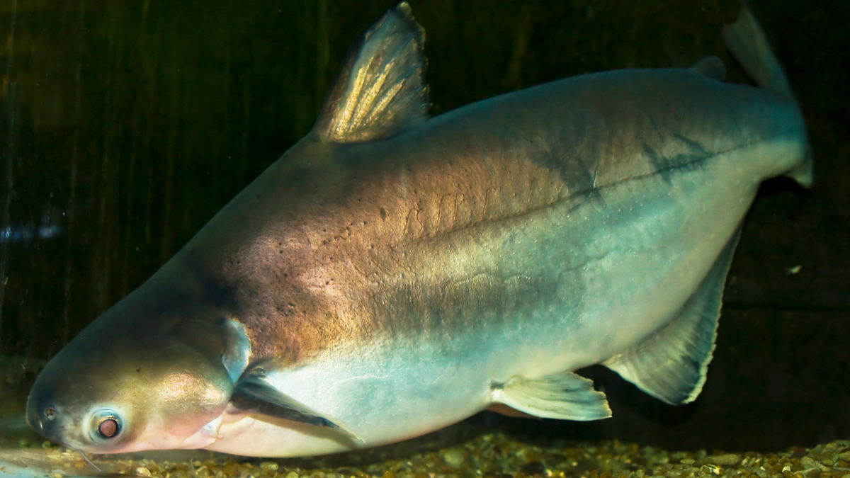 origem do peixe panga