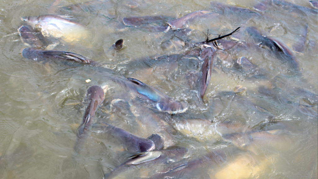 polêmicas sobre o peixe panga