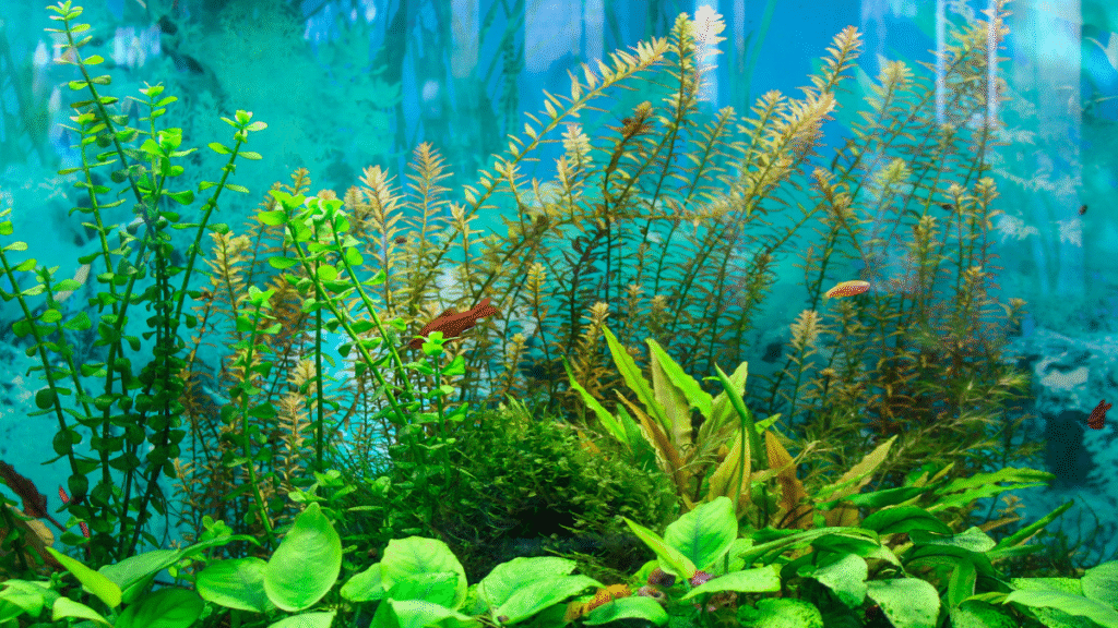 Dicas de como evitar doenças comuns em peixes ornamentais no aquário 3 como evitar doenças comuns em peixes ornamentais no aquário