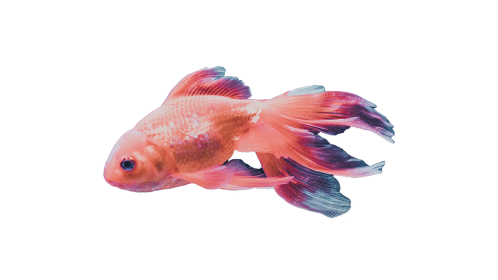 Dicas de como evitar doenças comuns em peixes ornamentais no aquário 2 Prevenção de doenças de peixes de aquário