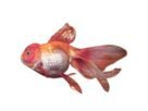 O que é constipação em peixes