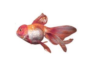 O que é constipação em peixes