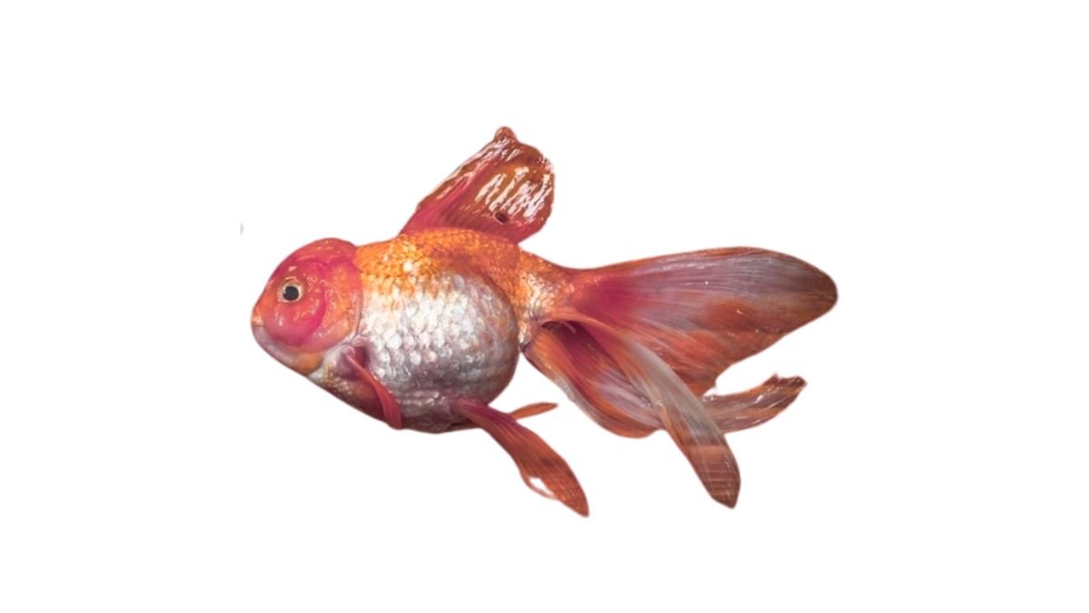 O que é constipação em peixes