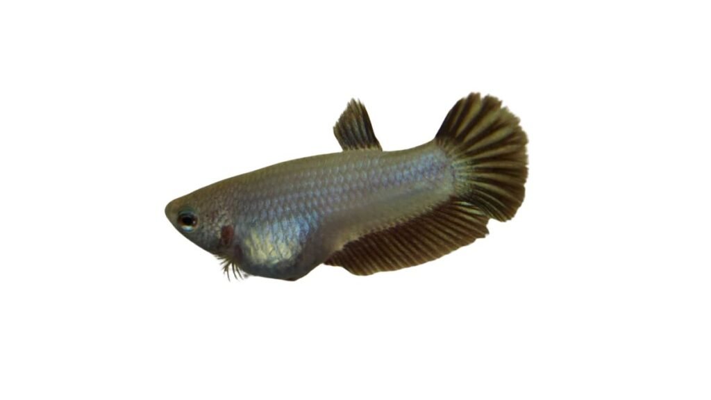 constipação em peixes