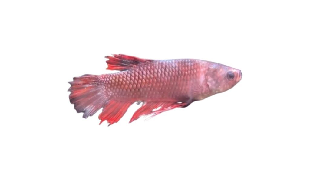 podridão das nadadeiras em peixes
