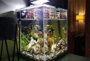 Como Evitar Que Seus Peixes Morram nos Primeiros Dias de Aquário