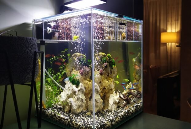 Como Evitar Que Seus Peixes Morram nos Primeiros Dias de Aquário