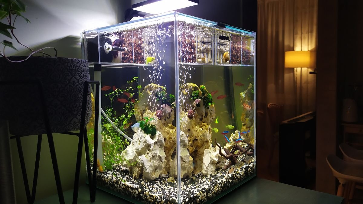 Como Evitar Que Seus Peixes Morram nos Primeiros Dias de Aquário