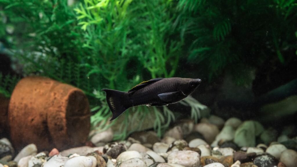 Comportamento e Temperamento da molly black