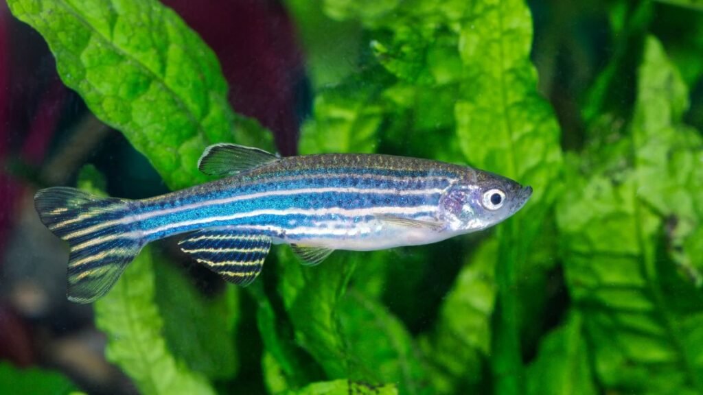 Danio Zebra