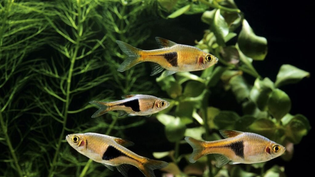 Harlequin Rasbora