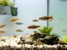 Melhores Peixes para Aquários Pequenos