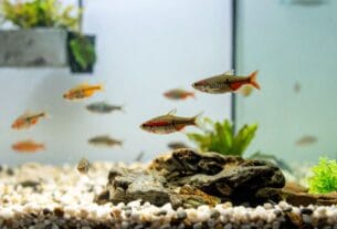 Melhores Peixes para Aquários Pequenos
